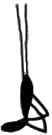 Shoulder Stand icon